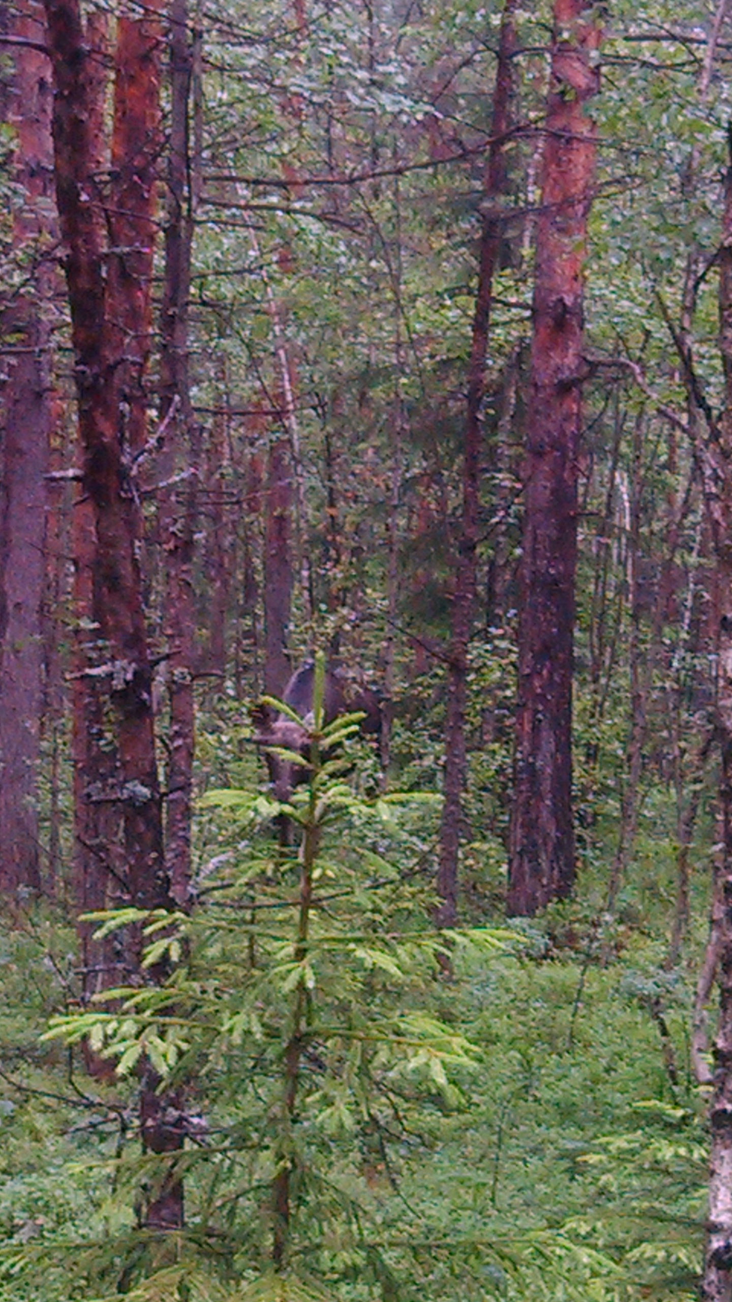 C360_2015-07-07-17-25-53-334_org.jpg