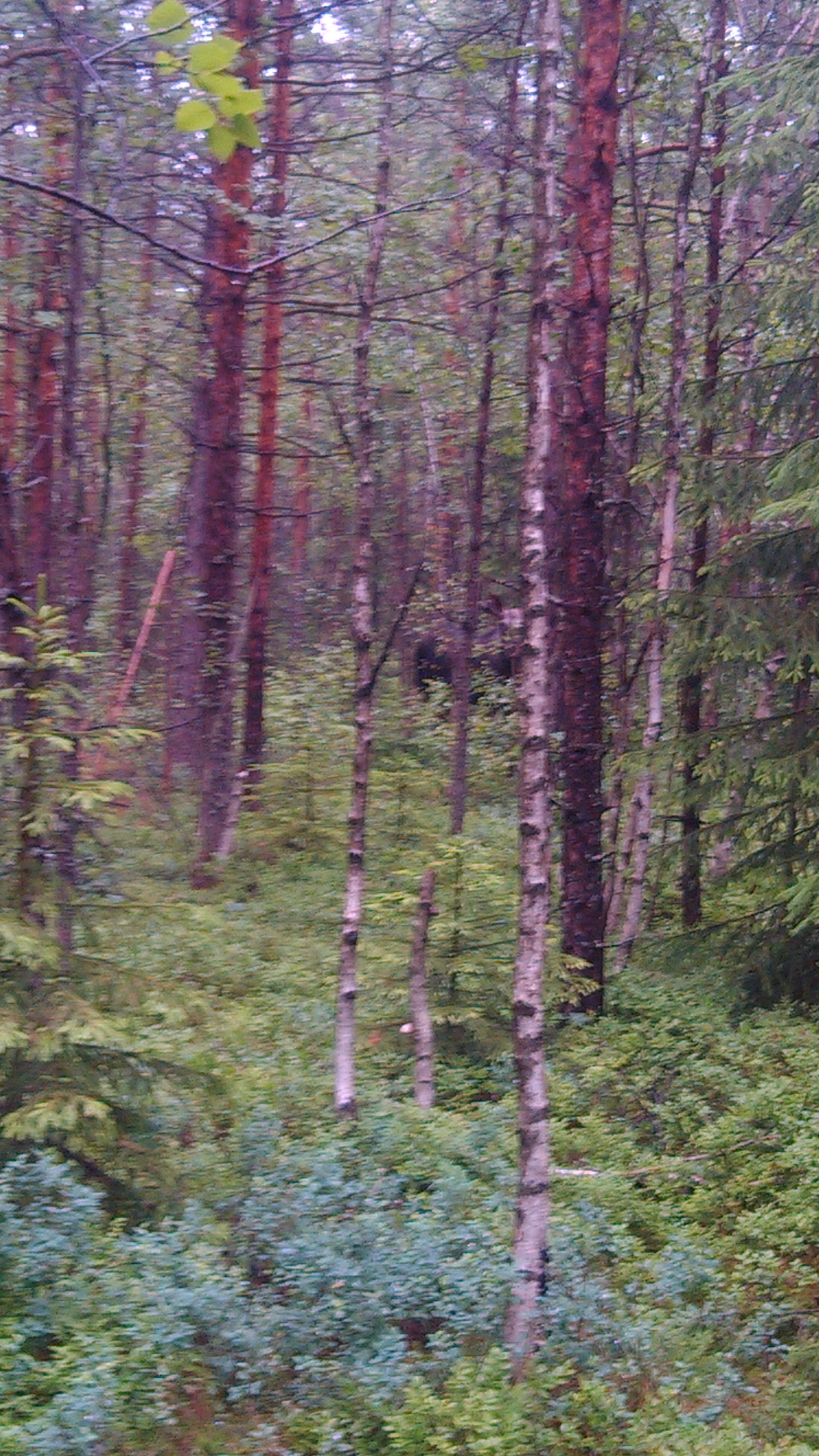 C360_2015-07-07-17-25-32-480_org.jpg
