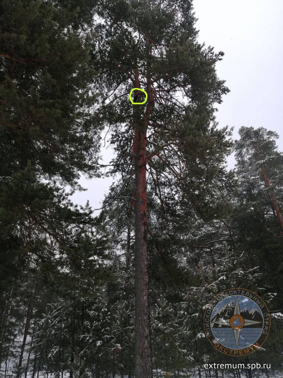 сосновый_бор_ромашка.jpg