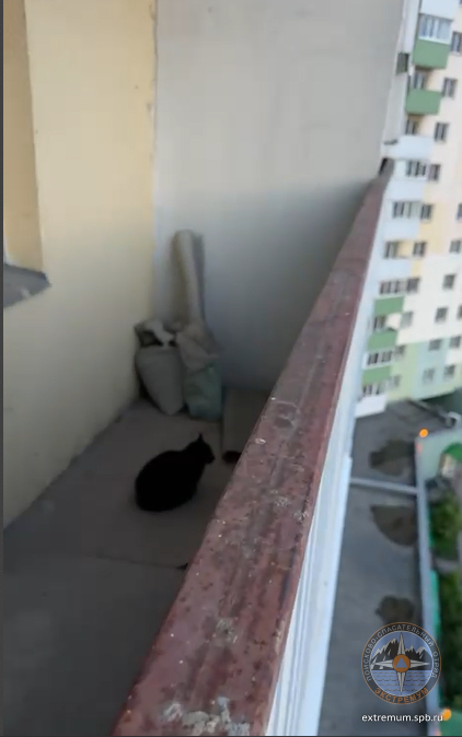 шушыры кот.png