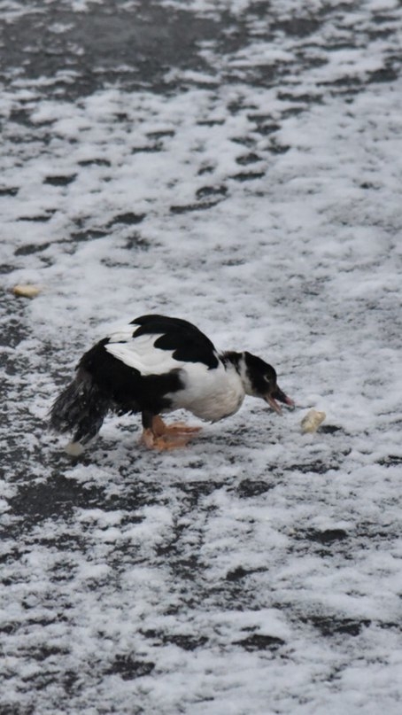 VK_Saved_Photo_ 636139667544384042.jpg