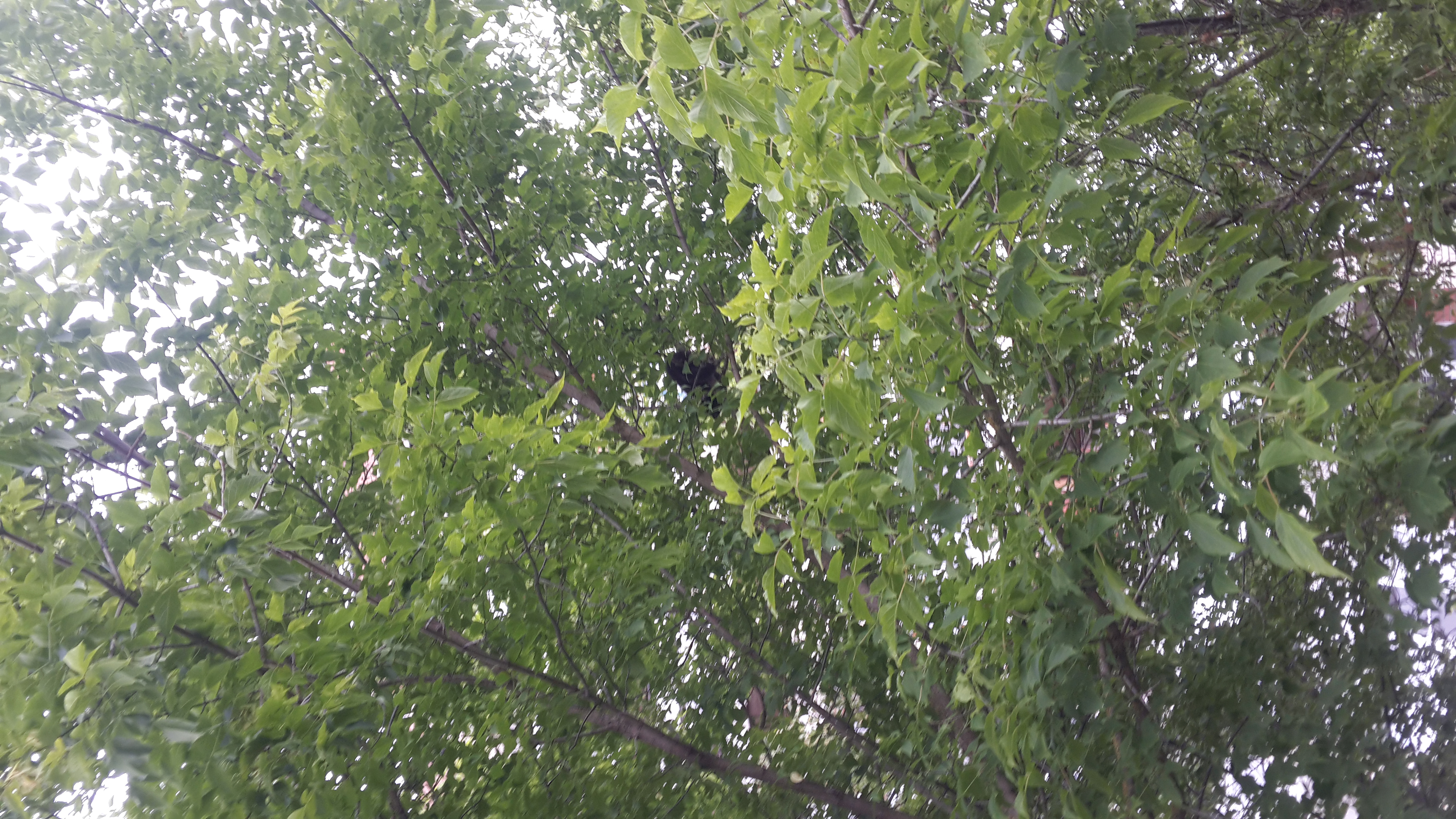 20170702_150205.jpg