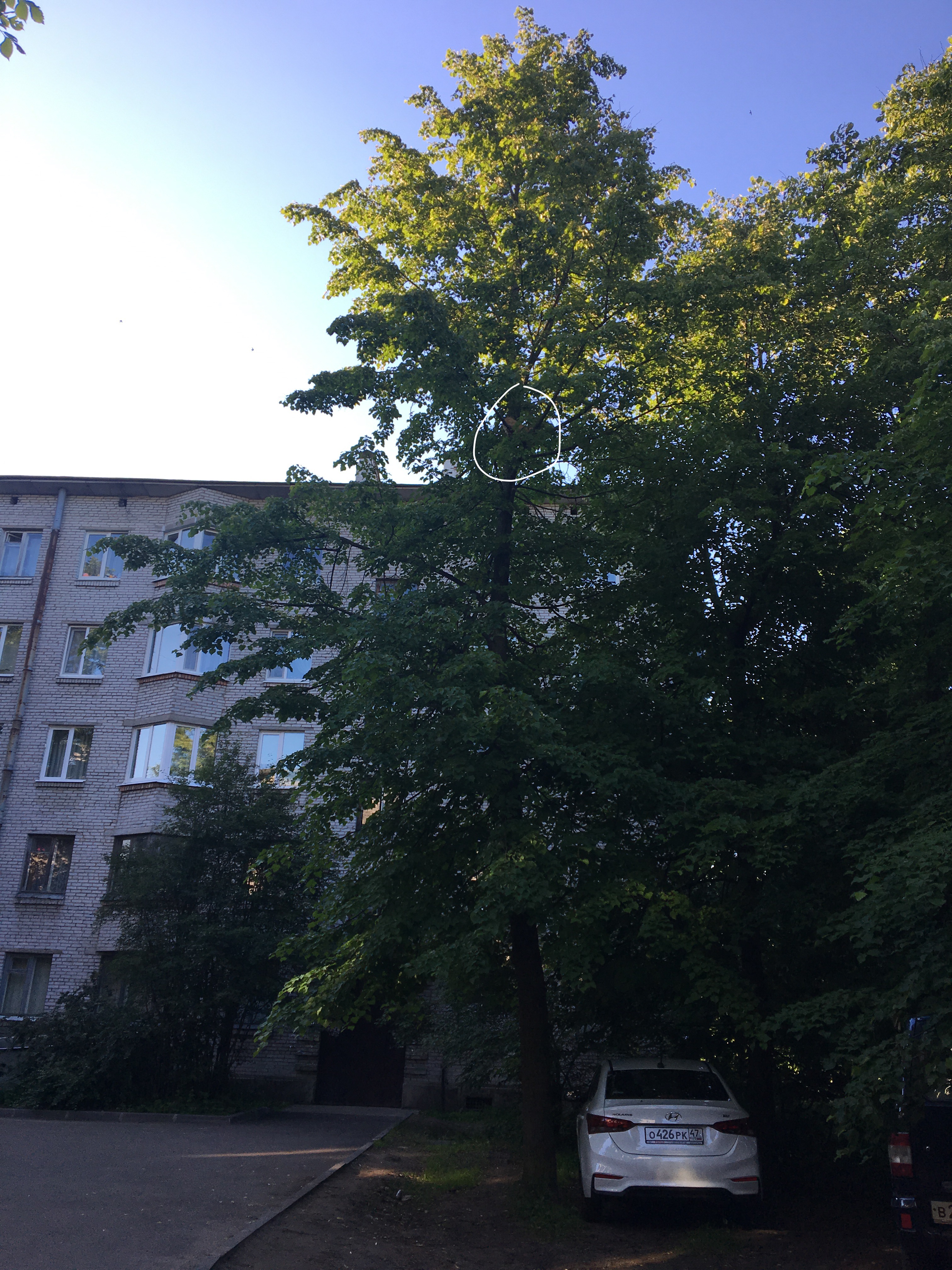 кот в морозовке.JPG