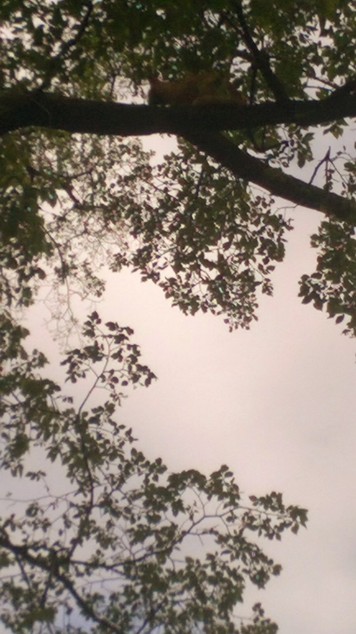 IMG_20170717_185635.jpg